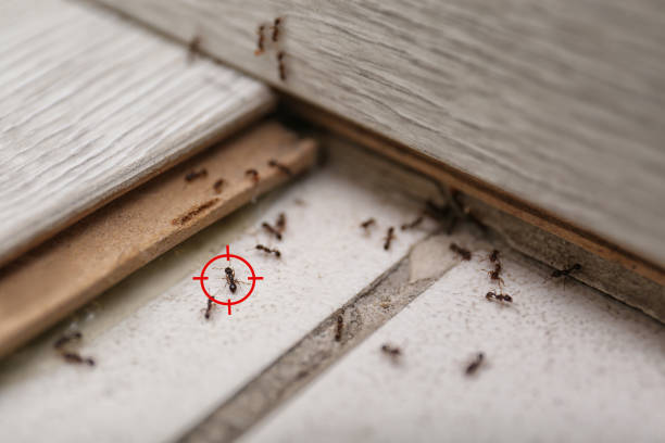 Best Cockroach Control Services  in Rapid City, SD