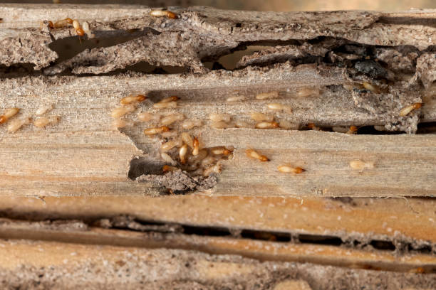 Bird Control in Rapid City, SD